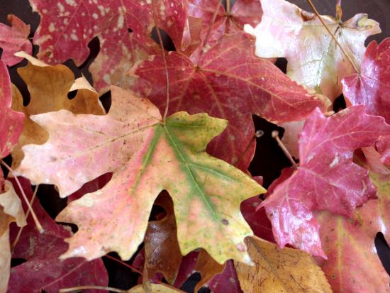 Glycerin Leaves