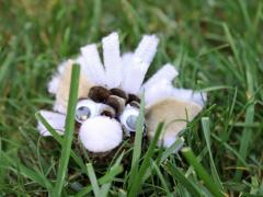 Pinecone Hedgehog