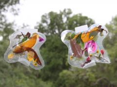 Nature Butterfly Collage