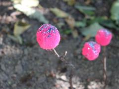 Magical Dandelions