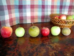 Apple Pattern Games