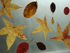 Leaves + Contact Paper = Fall Placemats