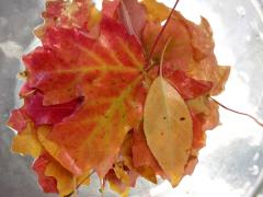 Glycerin Leaves