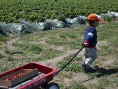 Strawberry Picking & Basket Weaving