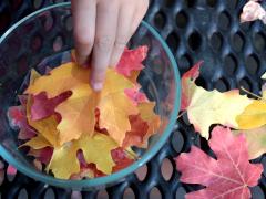 Glycerin Leaves