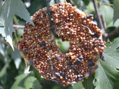 Easy Bagel Bird Feeders