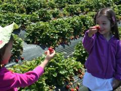 Strawberry Picking & Basket Weaving