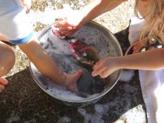 Animal Bath Time
