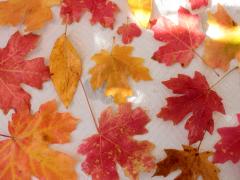 Glycerin Leaves