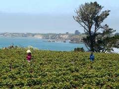 Strawberry Picking & Basket Weaving